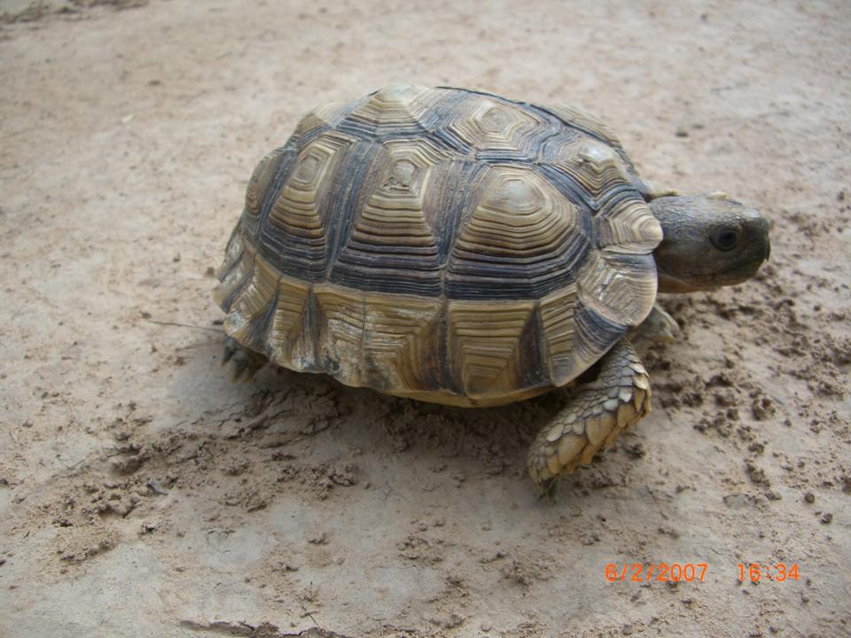 ARGENTINE TORTOISE Chelonoidis chilensis FAUNA PARAGUAY